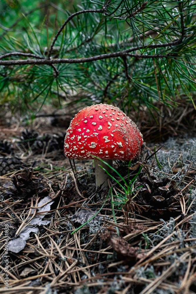 beautiful red fly agaric with white dots grows among the spruce branches in the forest. beautiful red fly agaric with white dots grows among the spruce branches in the forest.