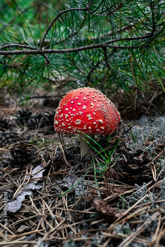  beautiful red fly agaric with white dots grows among the spruce branches in the forest.