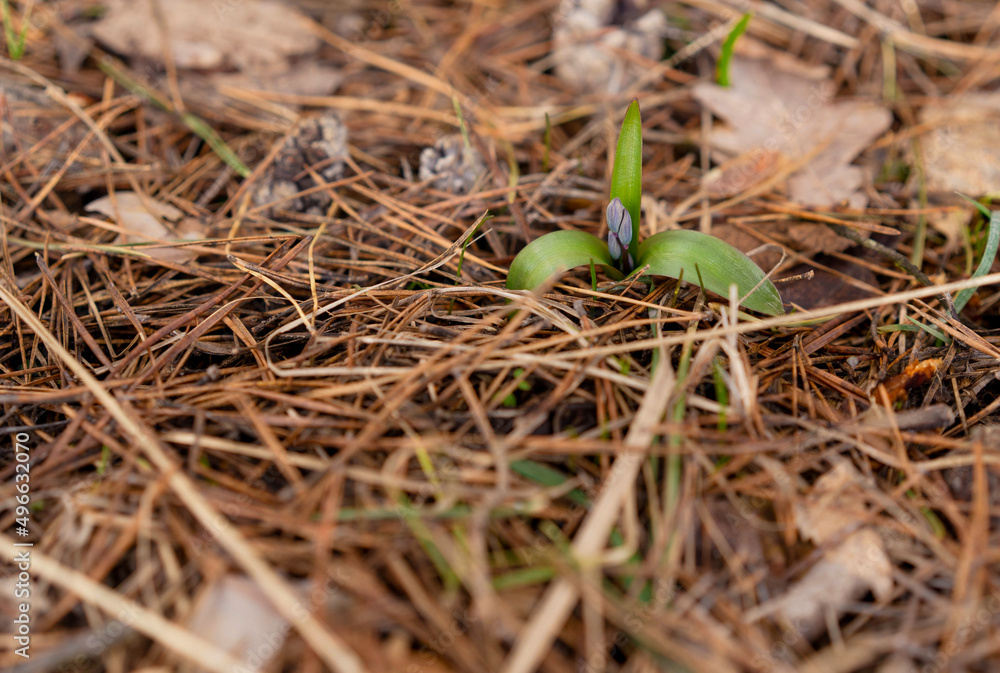 the first snowdrops crawled out from under the snow april 2022 the middle lane of russia the first snowdrops crawled out from under the snow april 2022 the middle lane of russia