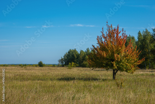 colorful tree grows among the grass