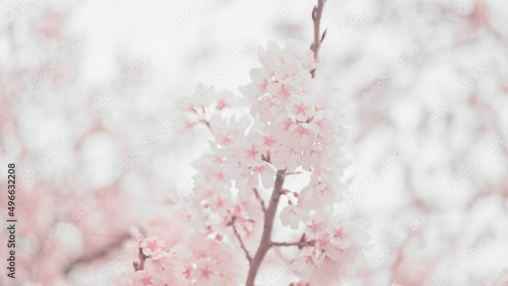 ピンク色　サクラ6