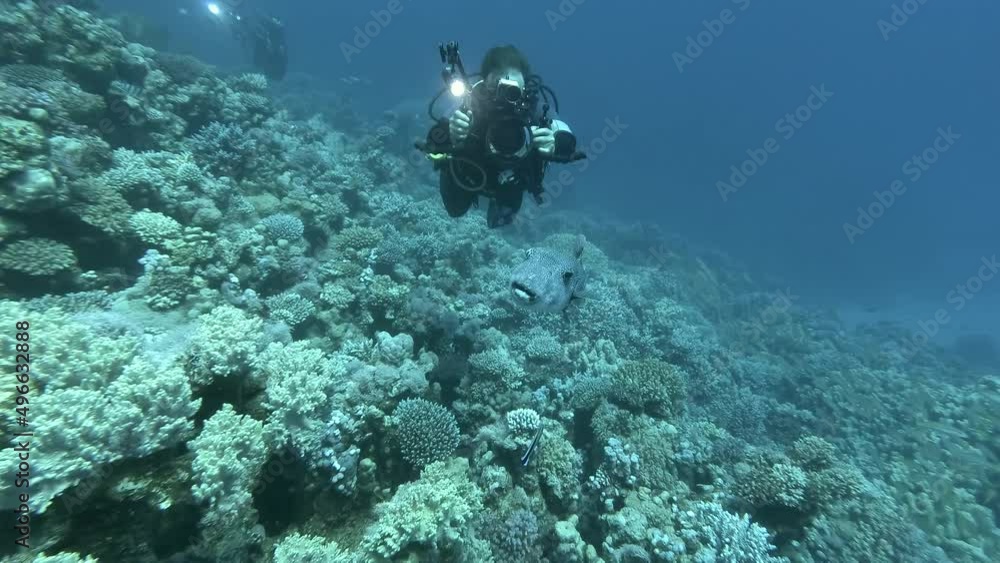 Scuba diver undrwater photographer swim over coral reef and shooting Pufferfish. Blackspotted Puffer or Star Blaasop - Arothron stellatus. Red sea, Egypt
