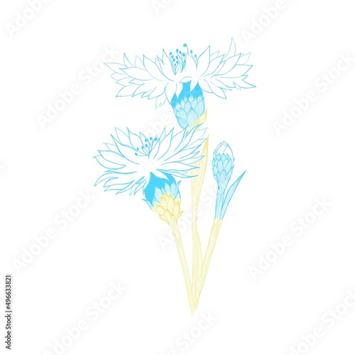 a bouquet of yellow-blue field cornflowers - the symbolism of Ukraine.