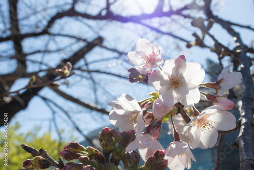 光に照らされた桜 © jun-bn