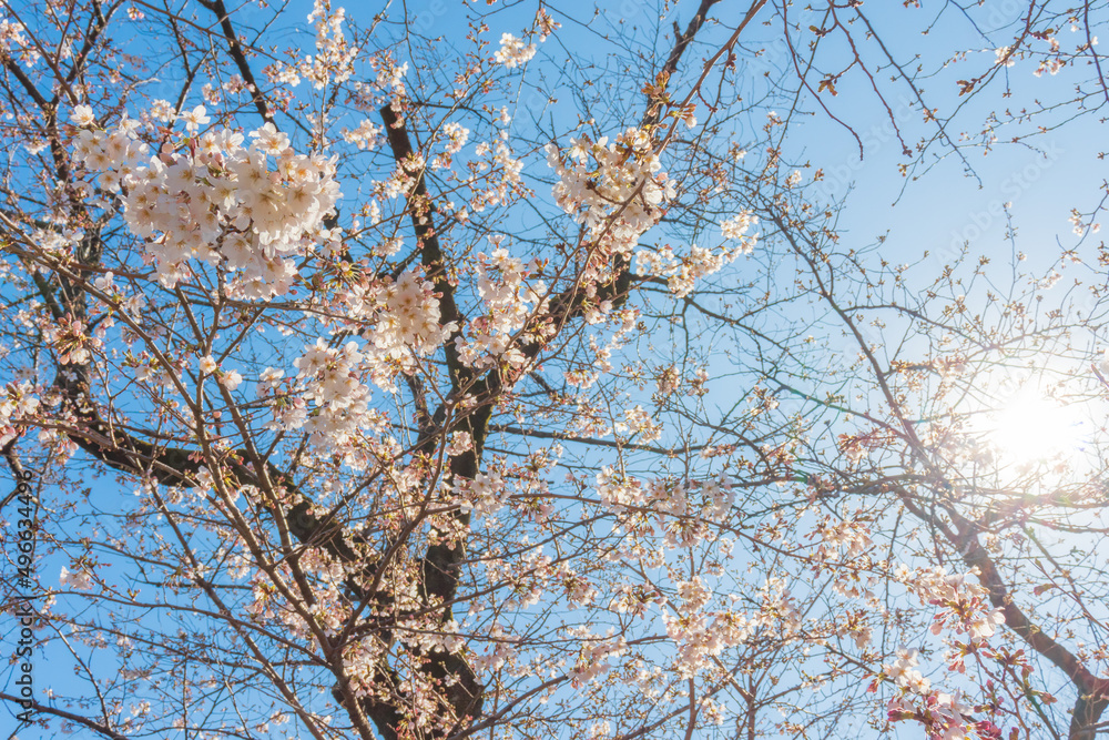 太陽をバックにした桜