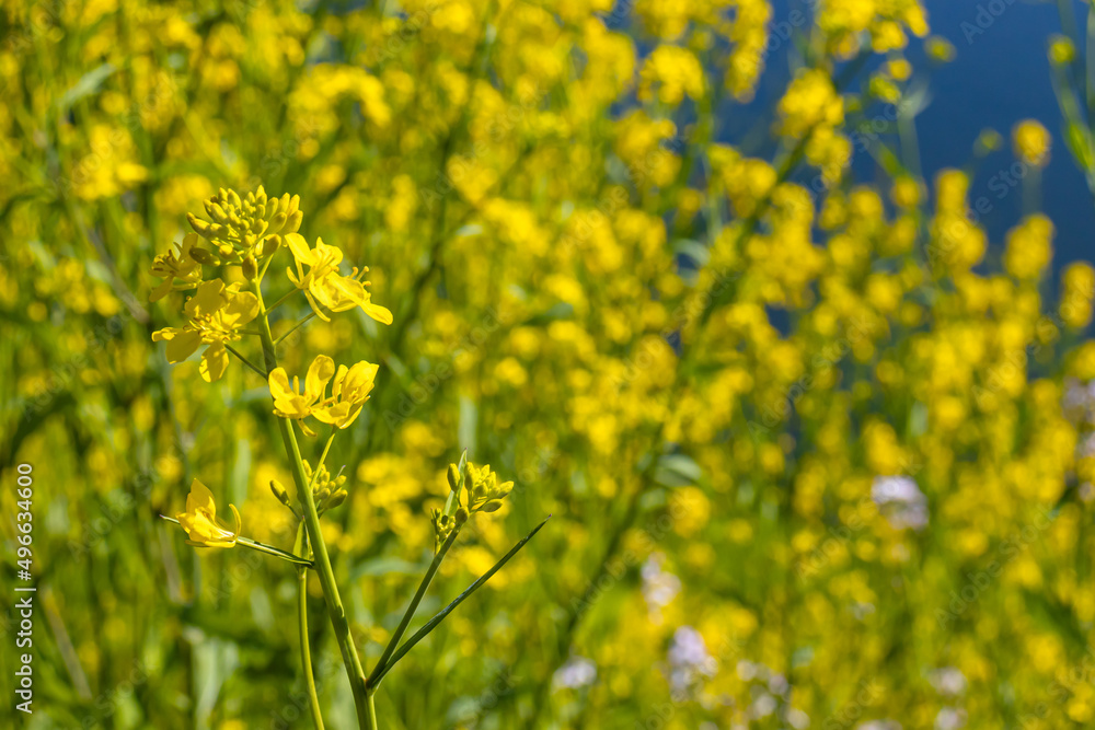 Obraz premium 菜の花