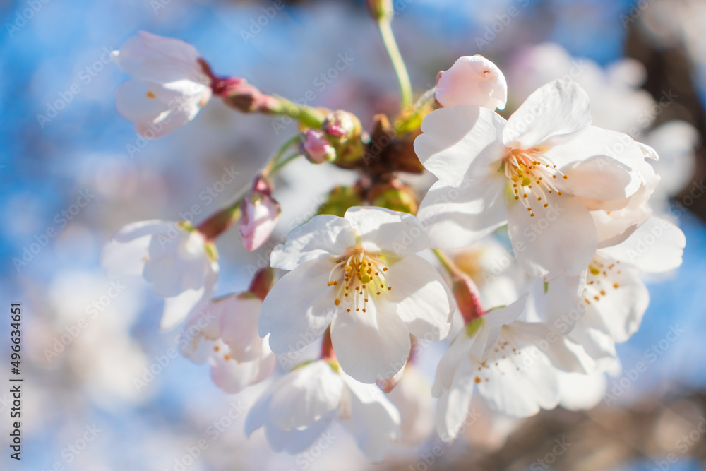 満開の桜