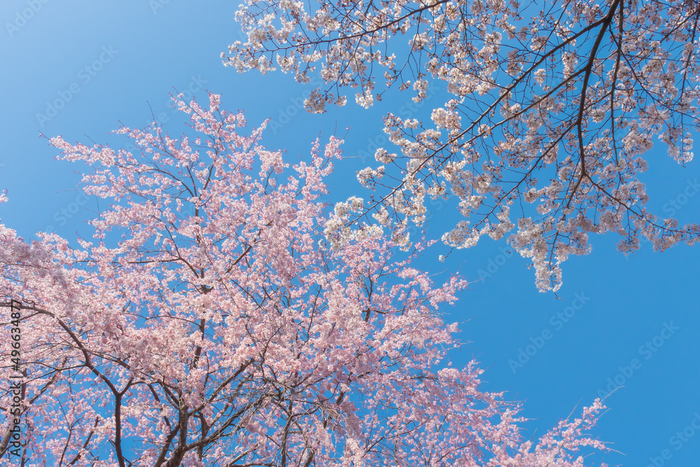 白とピングの桜と空