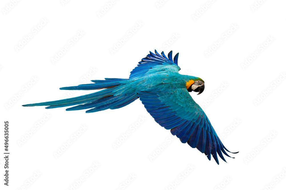 Macaw parrot fly On a white background.