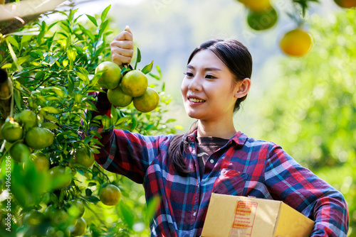 owner women pack tangerines into cardboard boxes in her ochard to send to customers by postal transporttation photo