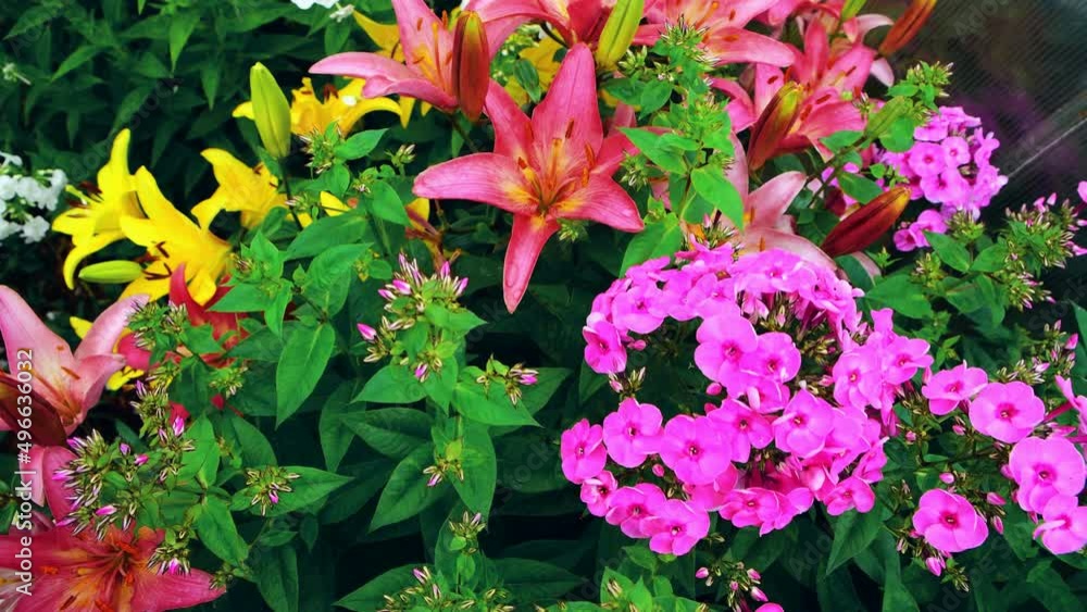 Red and yellow lilies grow in the ground. Phlox flowers pink and white. Colorful flowers in the garden. Floral background. Red and yellow lilies grow in the ground. Phlox flowers pink and white. Colorful flowers in the garden. Floral background.