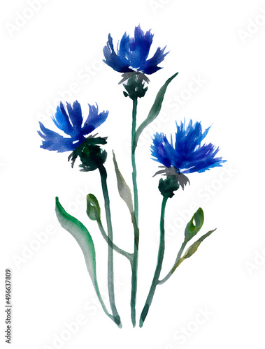 Fototapeta Naklejka Na Ścianę i Meble -  blue cornflowers isolated on white background