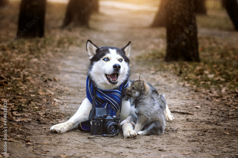 Husky and puppy agouti with photocamera on the country road Husky and puppy agouti with photocamera on the country road