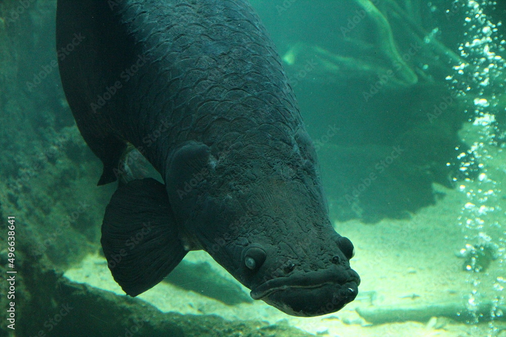 Fototapeta premium ピラルクー