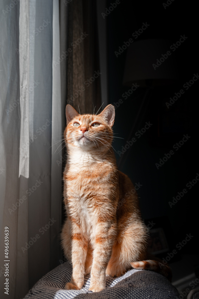 vertical composition. Brown tabby cat with green eyes sitting on a sofa behind the curtains