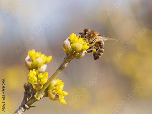 Bee collects pollen on yellow flower shrubs dogwood (Cornus mas), macro design