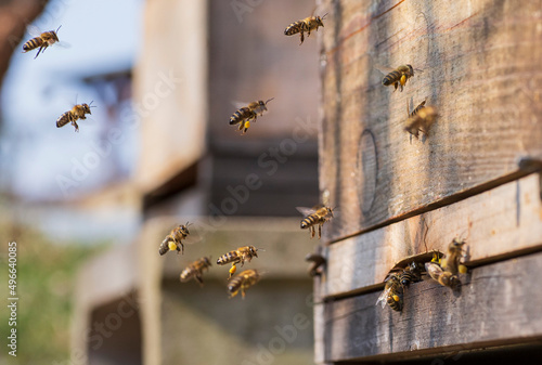 Konstfotografi Bees return to hive with full cups of pollen on hind legs
