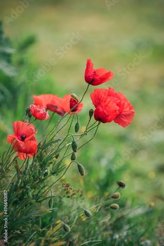 Beautiful flower shot with a blurred background. Red poppies in green scenery. Photo in shallow depth of field.
