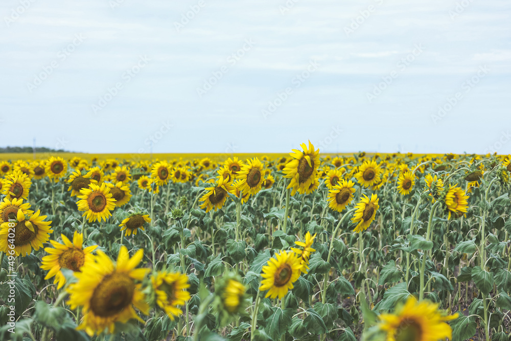 Obraz premium Blooming yellow sunflowers growing in beautiful field. Summer bright nature. Sunflower summertime natural background. 