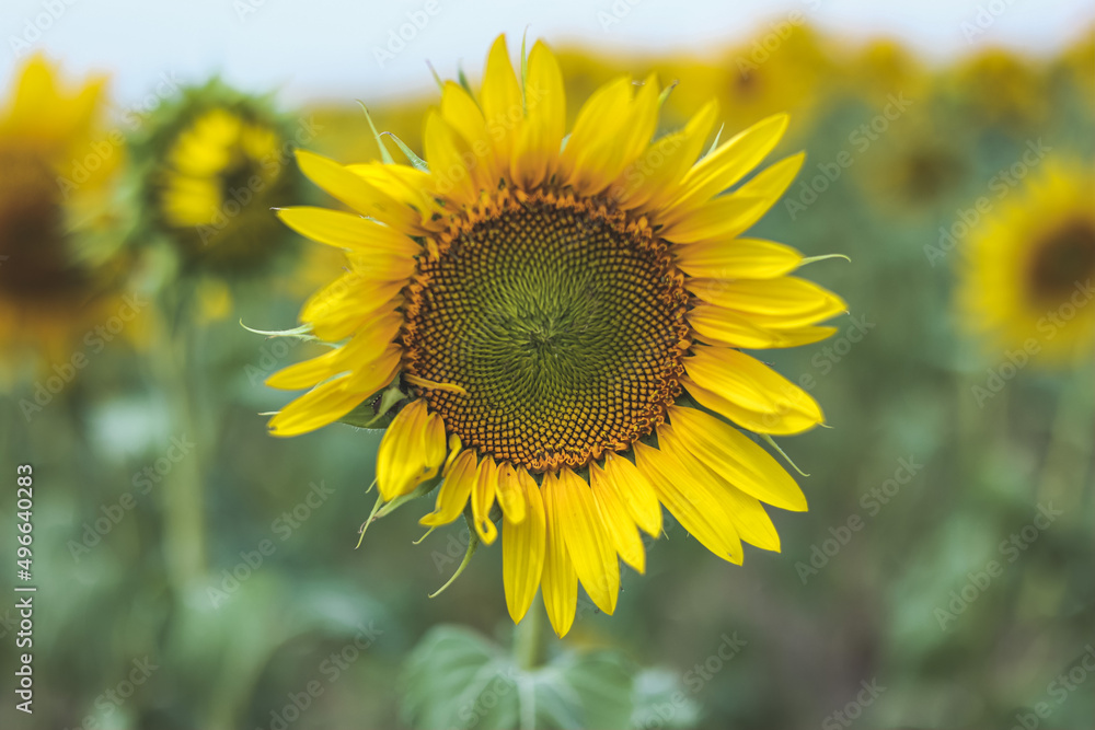 Blooming yellow sunflowers growing in beautiful field. Summer bright nature. Sunflower summertime natural background. 