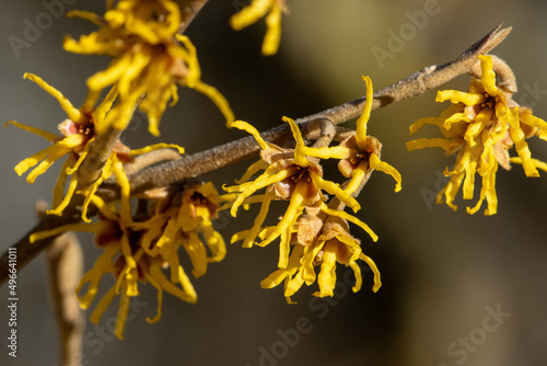 Flowering witch hazel tree branch with yellow flowers in spring