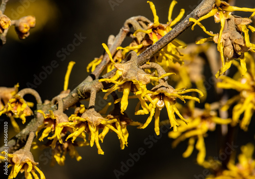 Flowering witch hazel tree branch with yellow flowers in spring