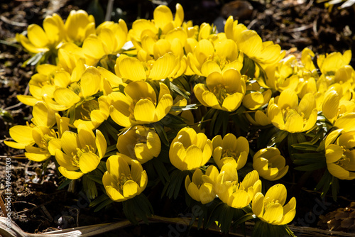 Yellow flowers of winter aconite in the garden in spring