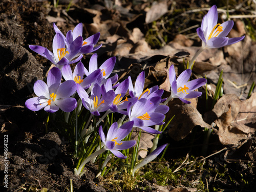 Purple crocuses in the garden in spring