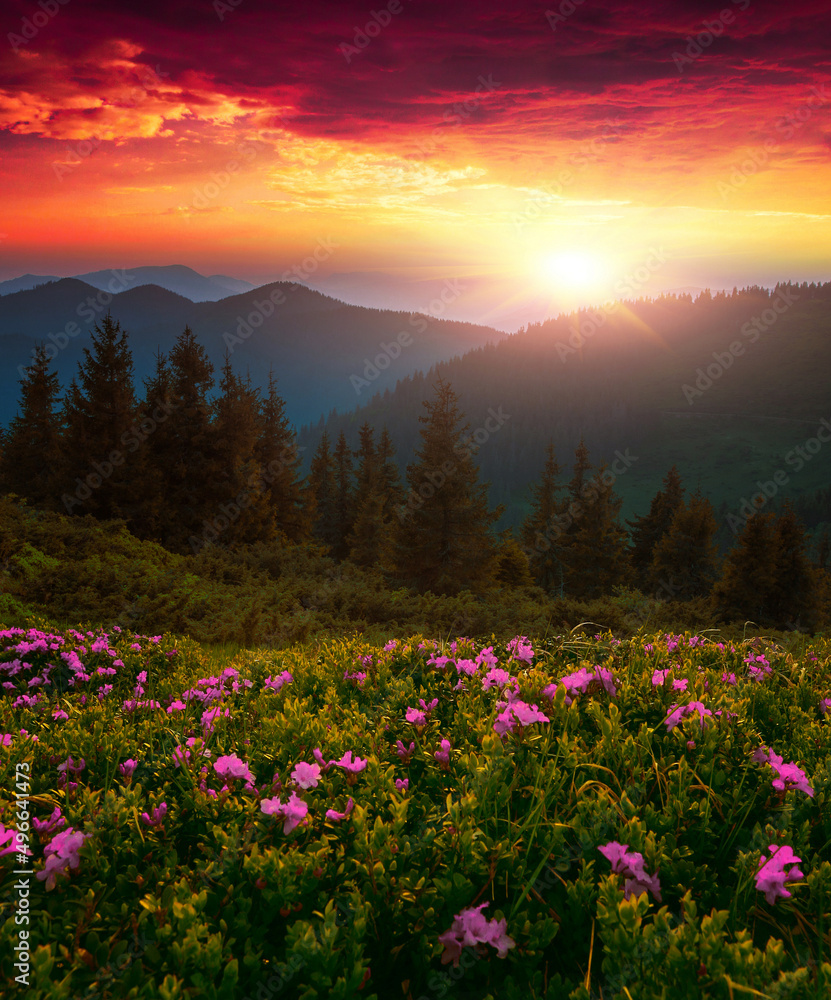 picturesqur summer dawn image, picturesque morning scenery, amazing blossom pink rhododendron flowers, floral nature background,,Ukraine, Carpathian mountains, Europe