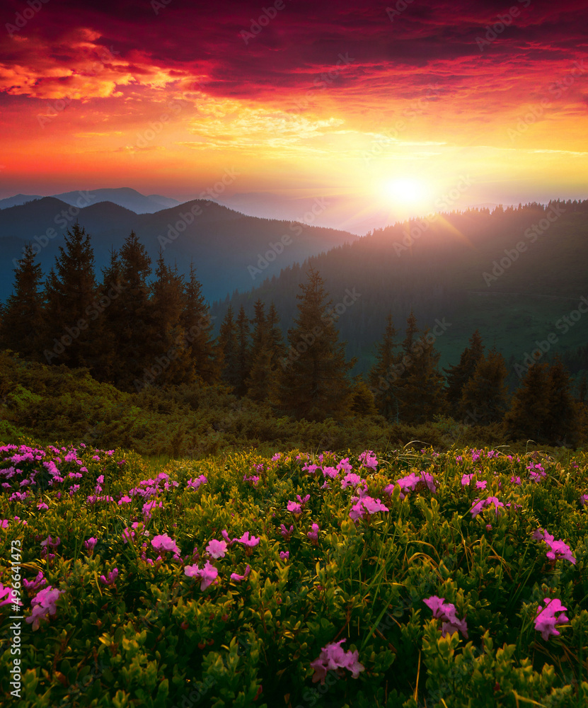 Obraz premium picturesqur summer dawn image, picturesque morning scenery, amazing blossom pink rhododendron flowers, floral nature background,,Ukraine, Carpathian mountains, Europe