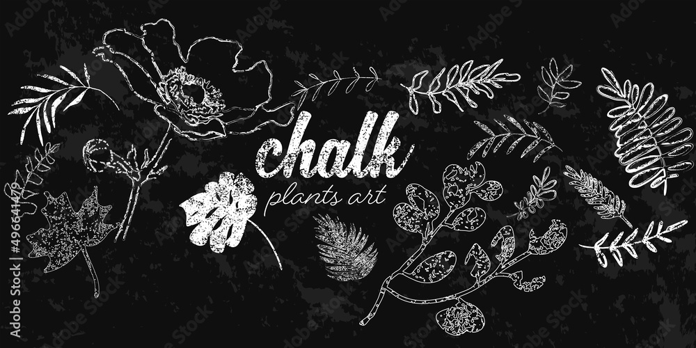 Chalk plants art set. Individual design elements for your own project. Great effect structure