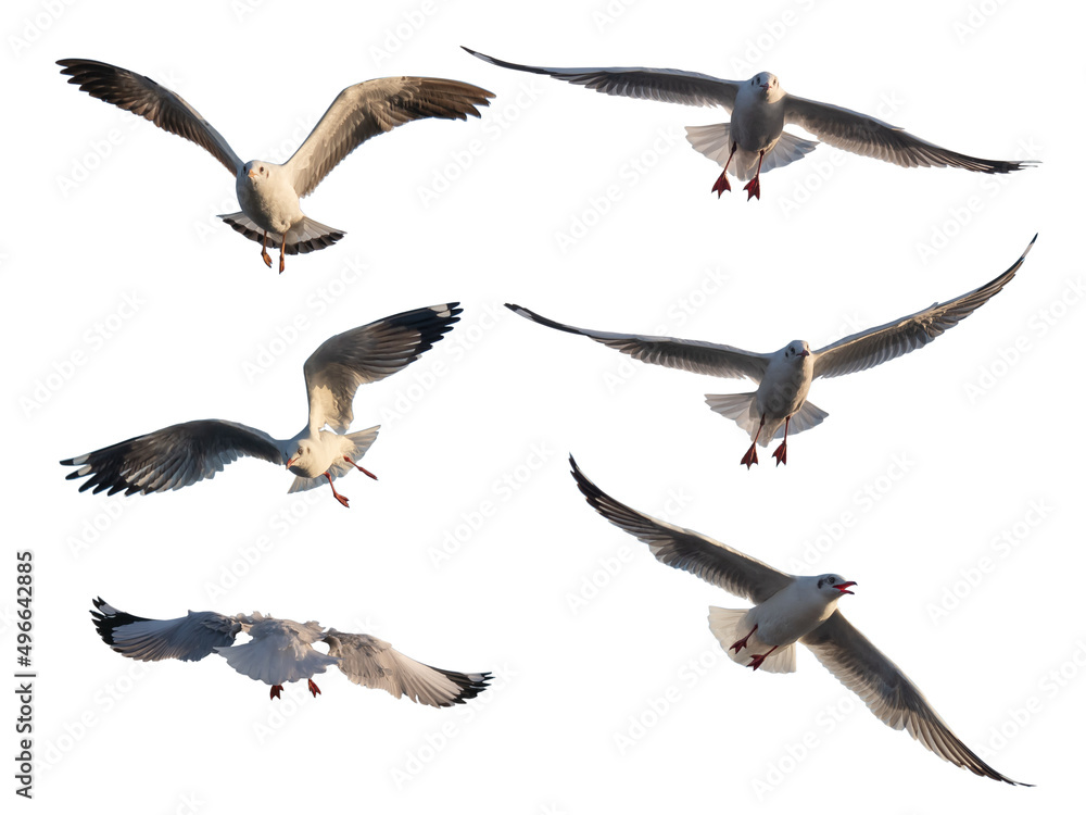 Obraz premium portrait of beautiful bird seagull in full spand wings
