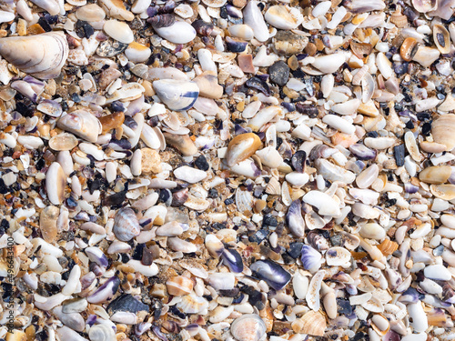 A background of shells on a seashell beach. A large number of small shells. Top view. Flat lay