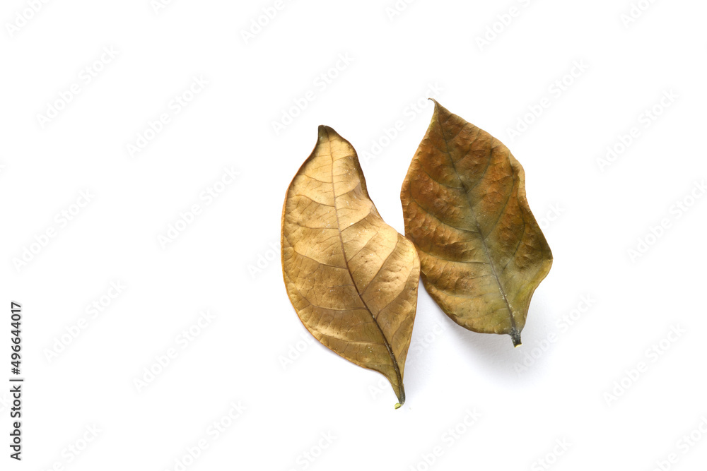 Fototapeta premium close up of two dry green and brown leaves isolated on white background, top view