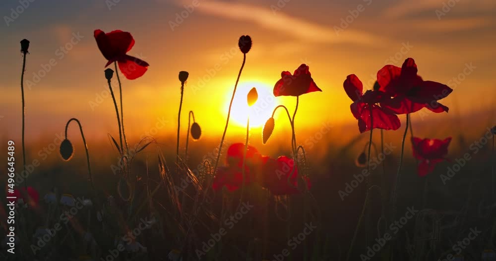 Wheat field with red wild flowers of poppies against sunset sky, slow motion 4k video