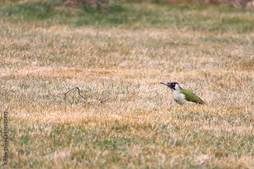 European green woodpecker (Picus viridis) - Large green bird with green and red plumage. Woodpecker in the grass. © Libor