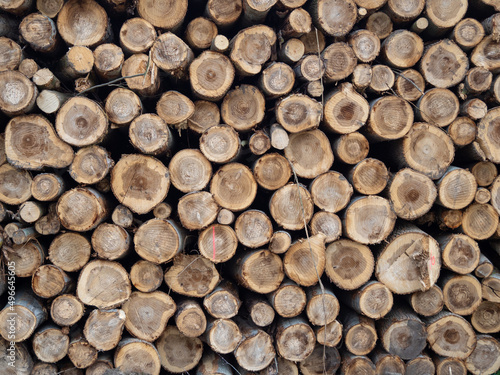 Pile of logs  timber harvesting  forest woodworking industry. logging in the forest.