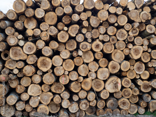 Pile of logs  timber harvesting  forest woodworking industry. logging in the forest.