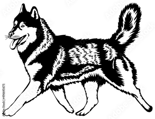 Siberian Husky dog illustration