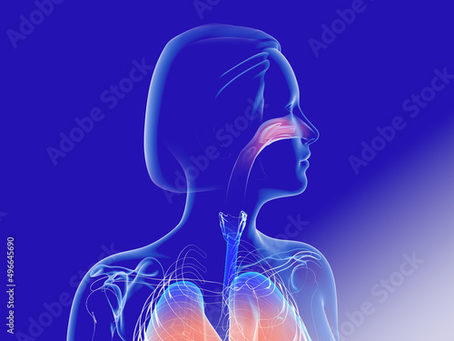 3d illustration of the interior of the nose and trachea (ENT). The transparent anatomy of the respiratory system on a blue background.