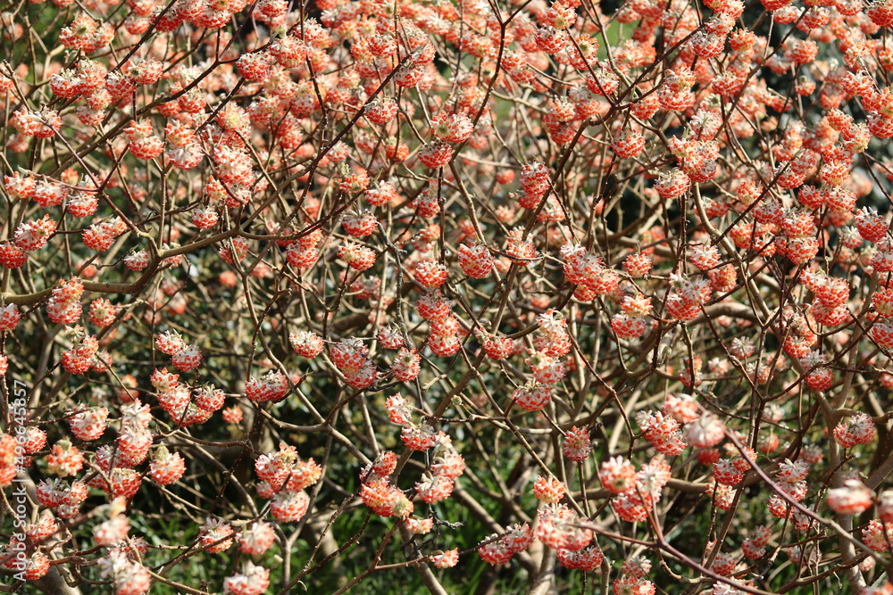 Full frame image of orange edgeworthia shrub in full bloom in spring time Full frame image of orange edgeworthia shrub in full bloom in spring time