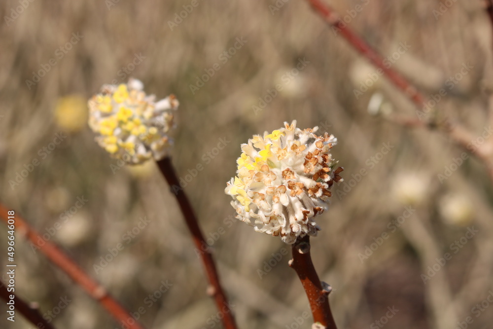 Close up of yellow edgeworthia shrub in full bloom in spring time Close up of yellow edgeworthia shrub in full bloom in spring time