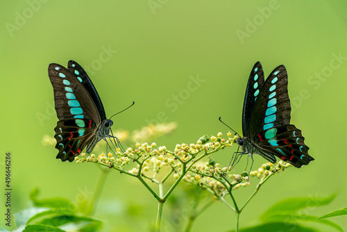Close-up of a beautiful butterfly (Common bluebottle - Graphium sarpedon) sitting a leave / flower