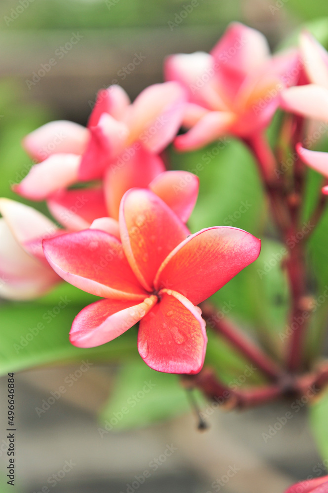 Obraz premium plumeria close up in selective focus point