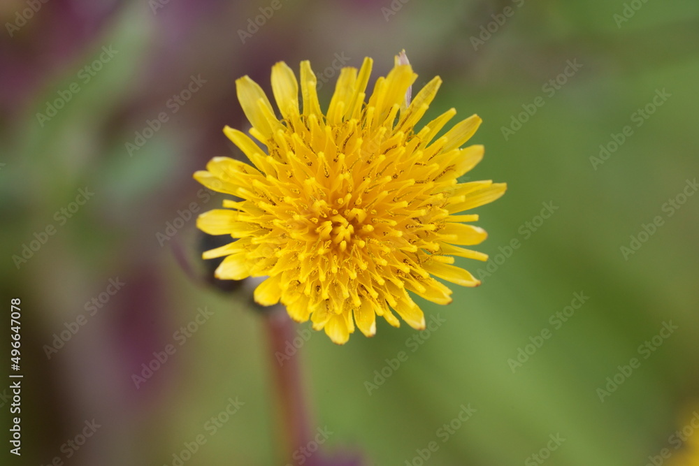 Fleur de pissenlit Fleur de pissenlit
