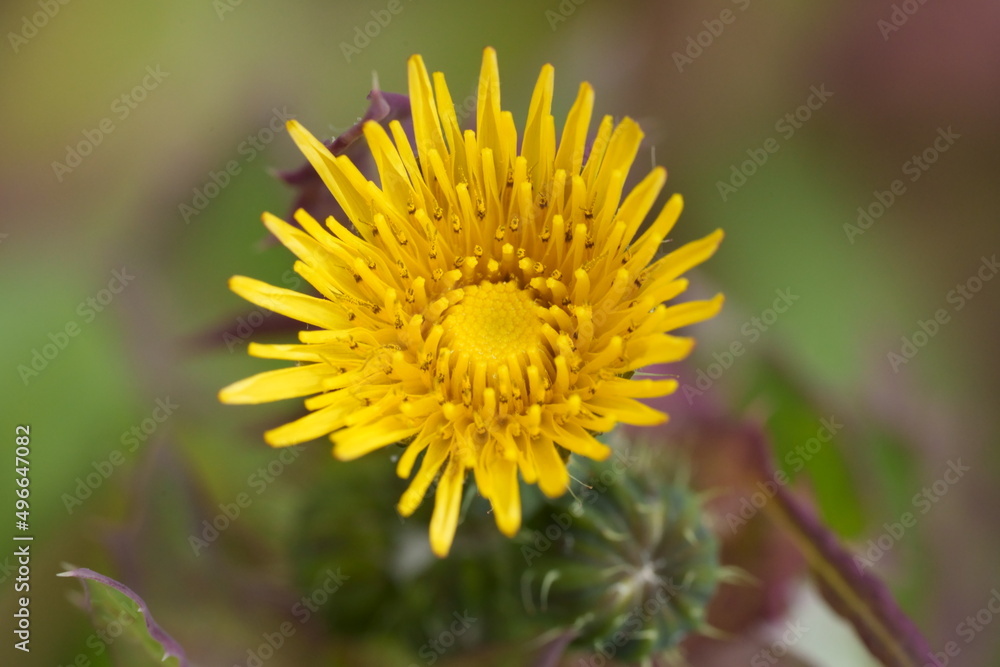 Fleur de pissenlit Fleur de pissenlit