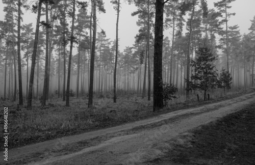 path in the woods of Dreetz/ Germany on a misty morning in spring