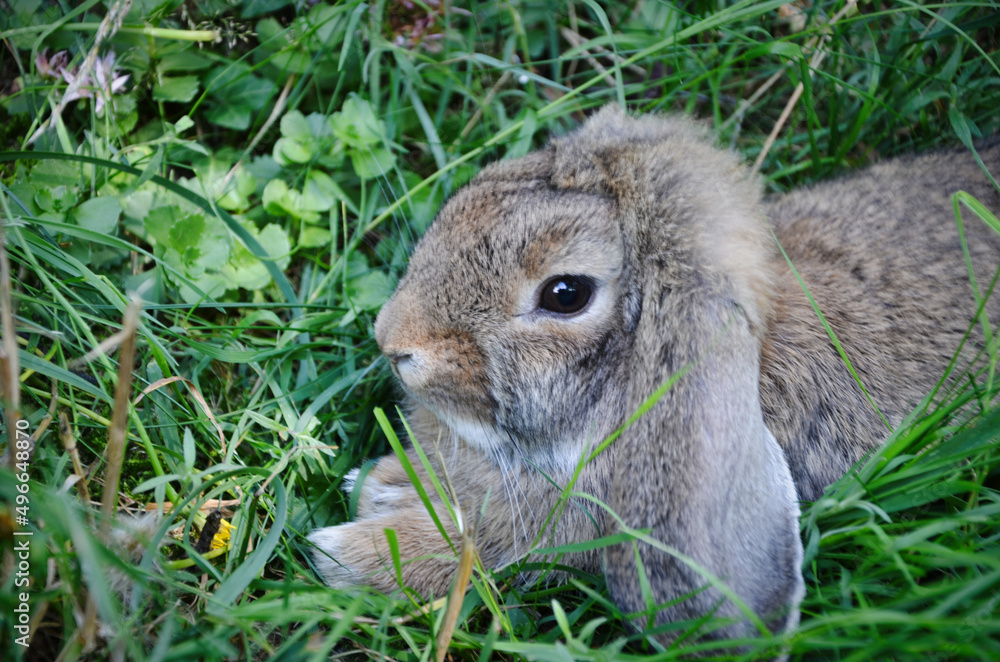 Hase, Hintergrund, Tier, Landschaft, Natur Hase, Hintergrund, Tier, Landschaft, Natur