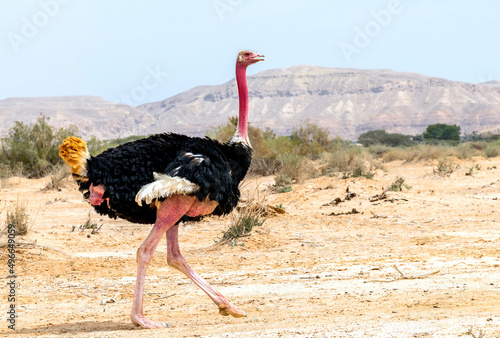 Male of African ostrich (Struthio camelus) in nature reserve, Middle East