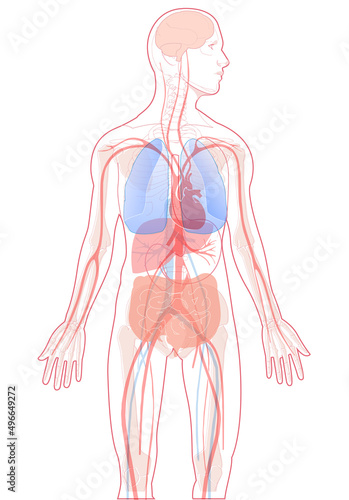 Vector illustration of human anatomy. Showing the various internal organs and transparent skeleton.